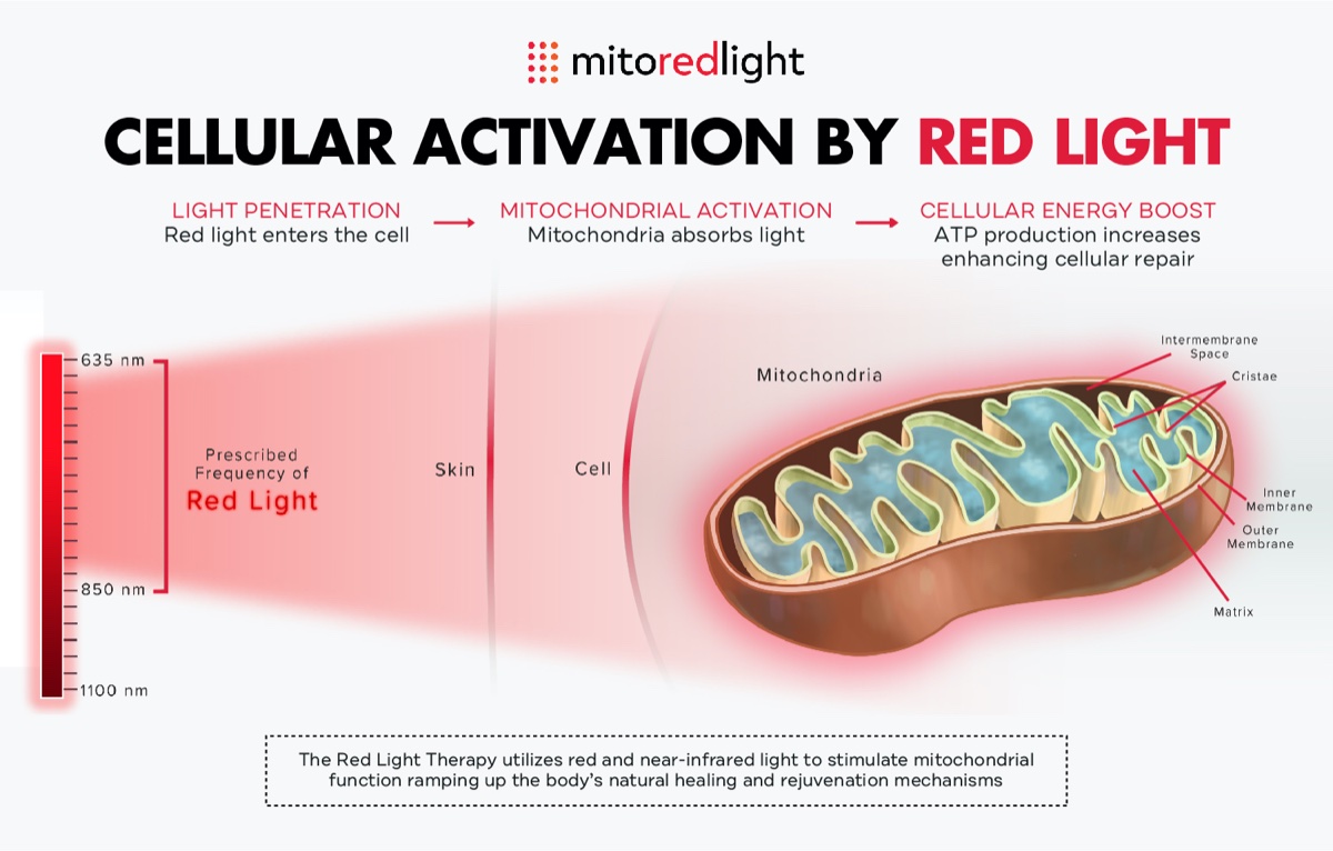 Comparing the benefits of red light therapy beds vs panels to determine which is better for different users