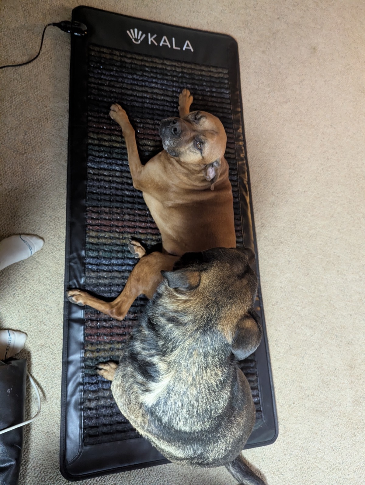 dogs laying a kala pemf mat