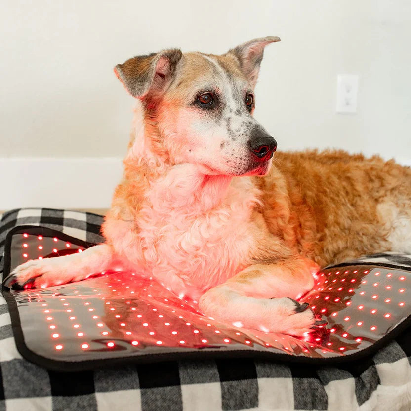 mitopets pad review for the best red light device for dogs