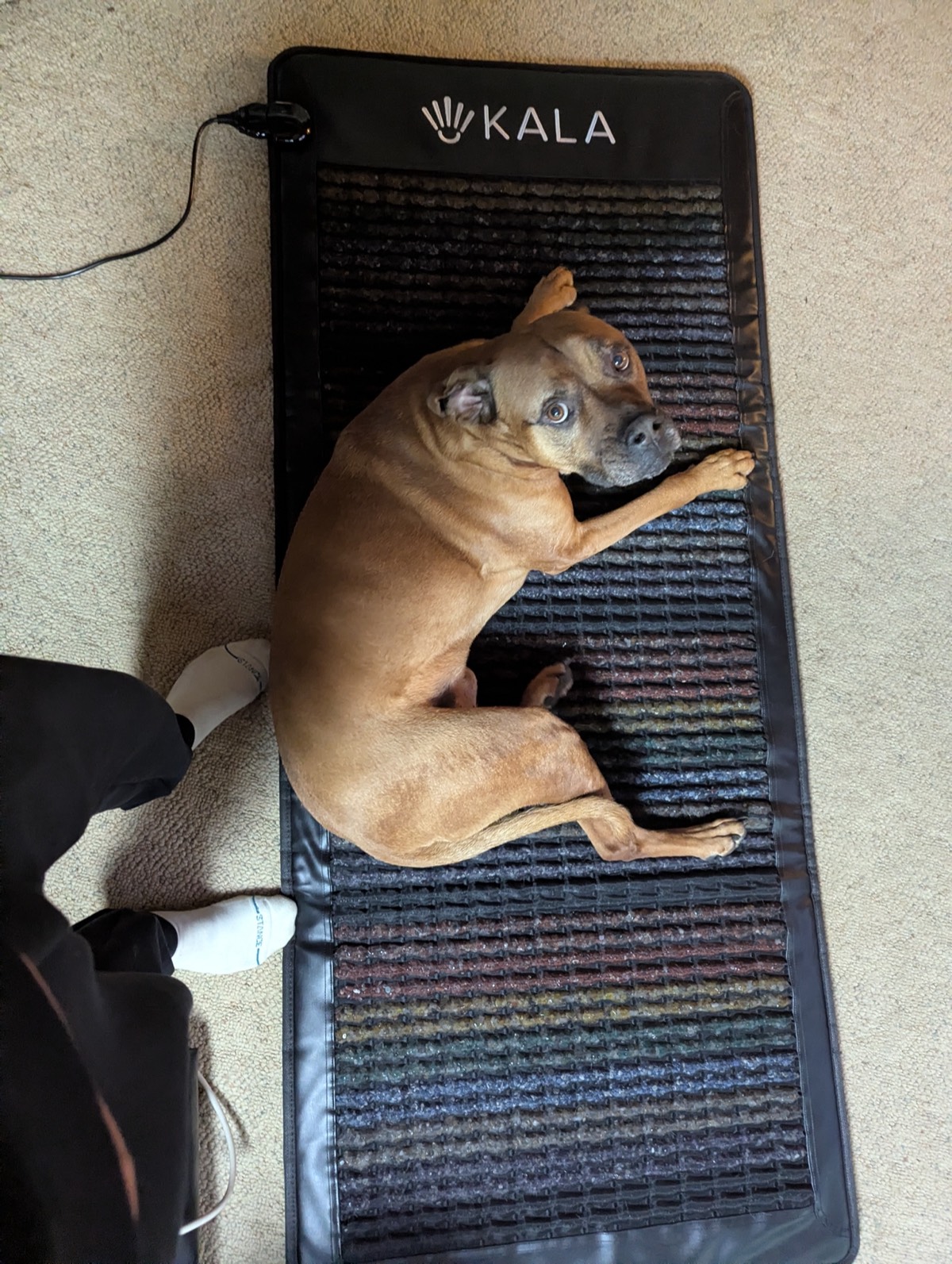 my dog cootsie on the kala pemf mat