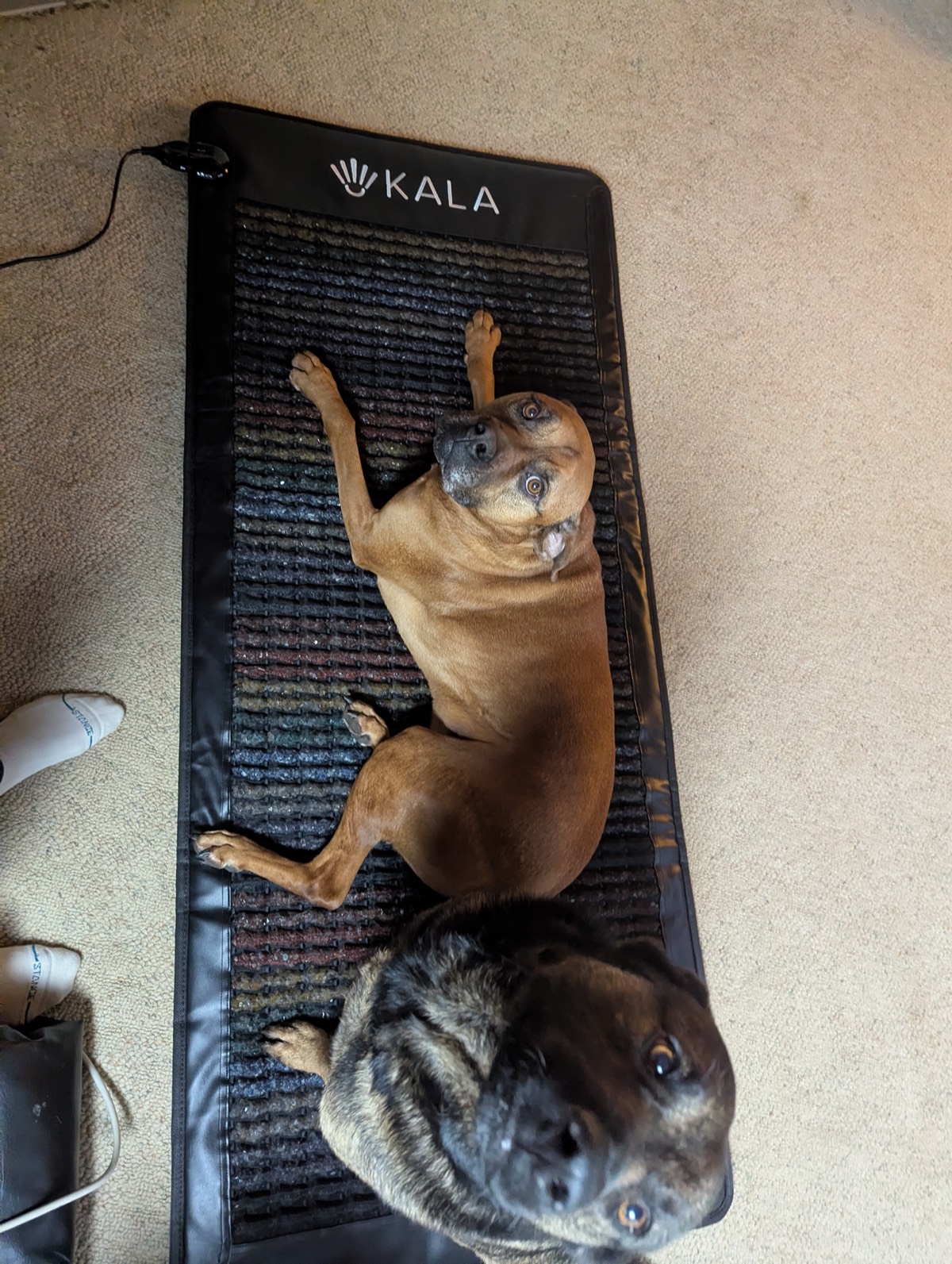 the dogs on the kala pemf mat in canada 
