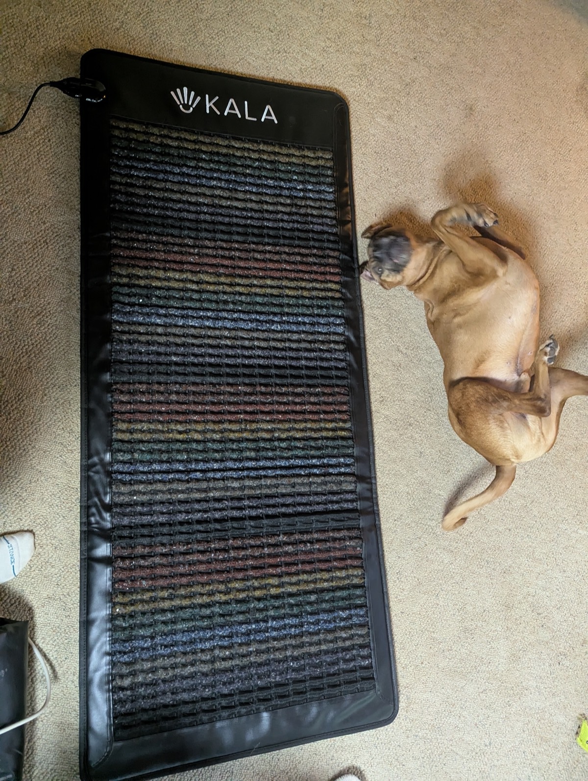 the kala pemf mat in canada with my dog next to it
